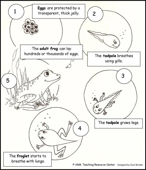 Life Cycle Of A Frog Worksheet Free