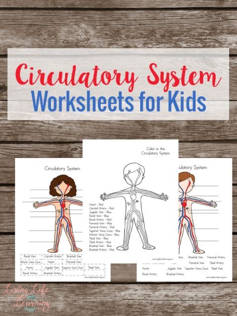 Circulatory System Worksheet For Kids