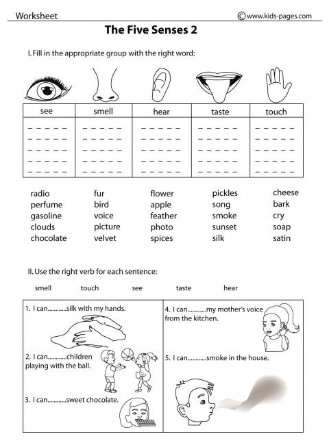 5 Senses Worksheets 2nd Grade