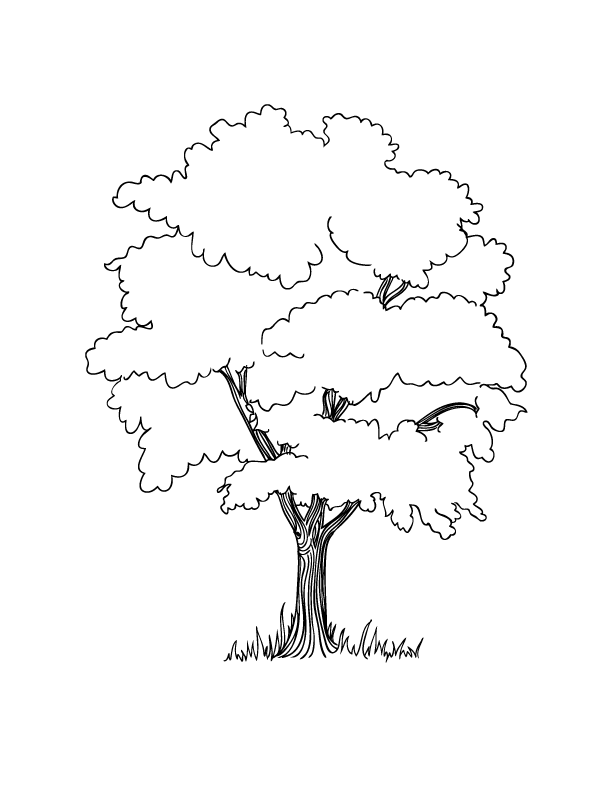 Tree Coloring Pages Png