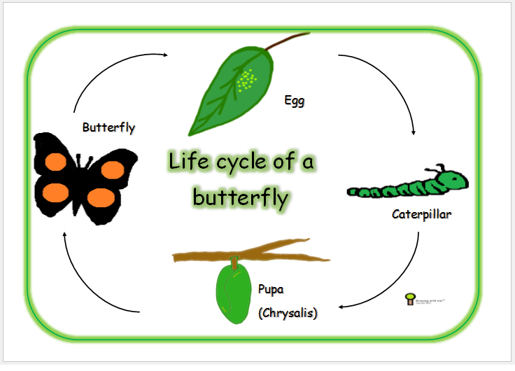 Butterfly Life Cycle Worksheet Printable