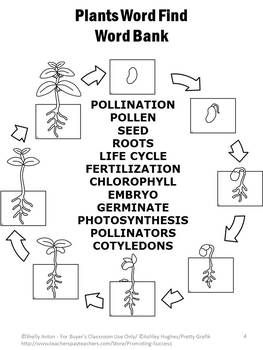 Plant Life Cycle Worksheet Grade 5