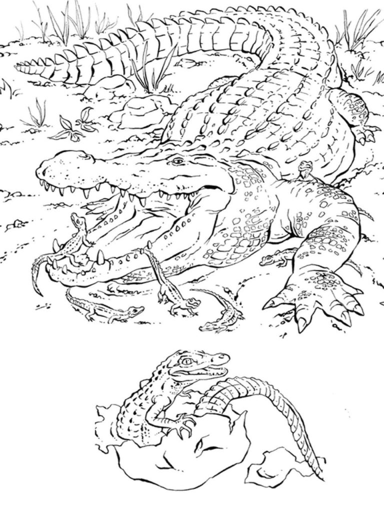 Realistic Baby Animal Coloring Pages