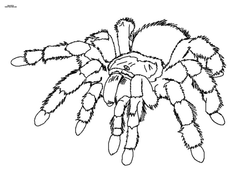 Spider Coloring Pages Kids