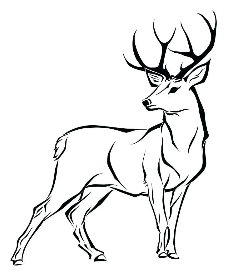 Deer Coloring Pages Realistic