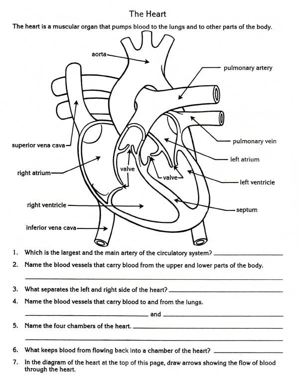 Circulatory System Worksheet 4th Grade