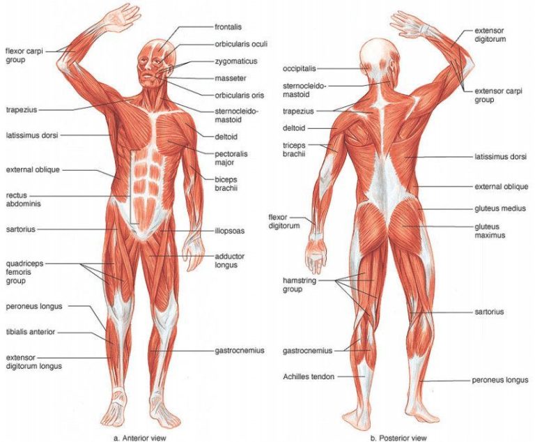 Muscular System Worksheet Place Muscle Name In Appropriate Box