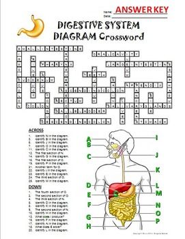 Digestive System Worksheet With Answers