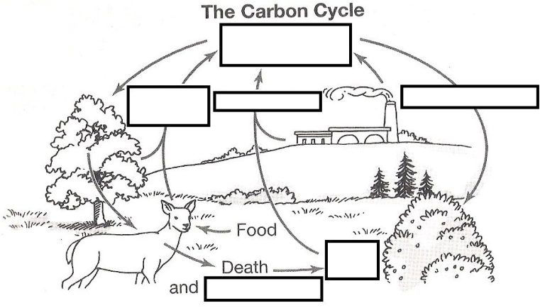 Carbon Cycle Worksheet Doc