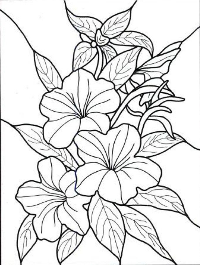 Drawing Pictures For Colouring Flowers