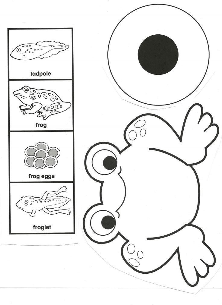 Life Cycle Of A Frog Worksheet Pdf
