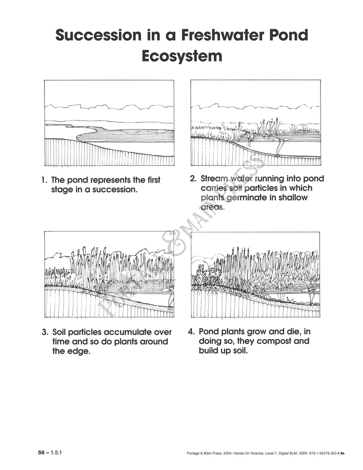 Ecological Succession Worksheet 7th Grade