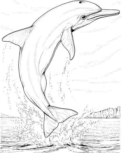 Dolphin Coloring Pages Realistic