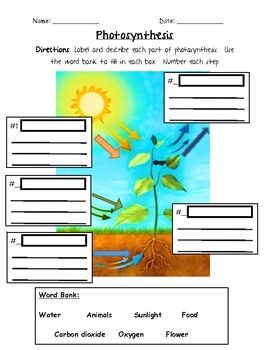 Photosynthesis Worksheet 3rd Grade