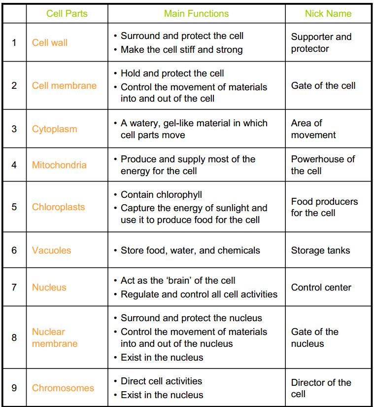 Cell Organelles Worksheet Answers