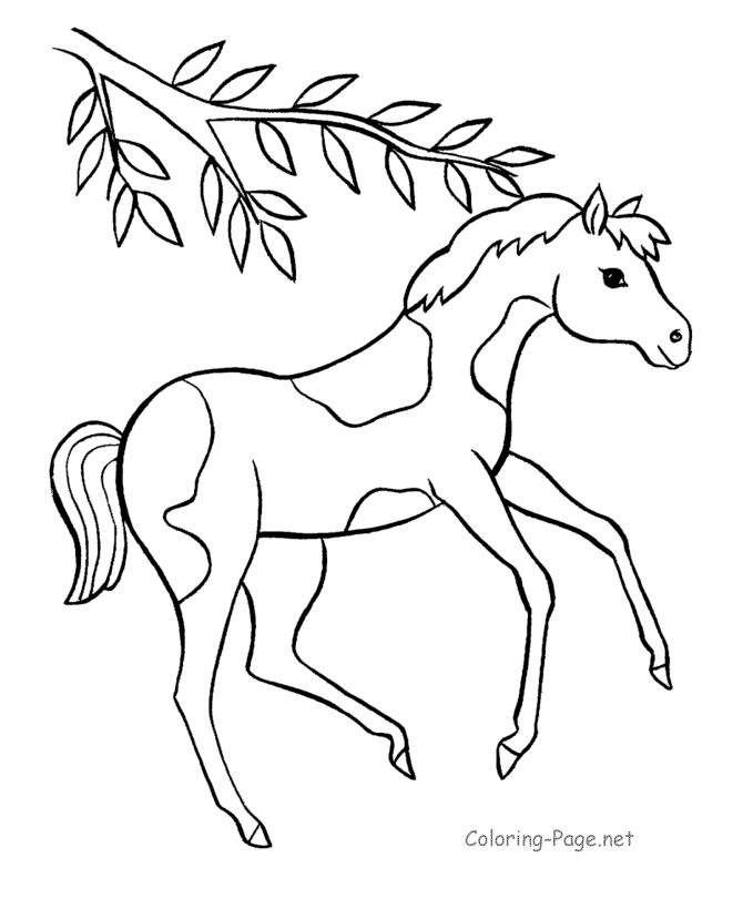Baby Horse Pictures To Color