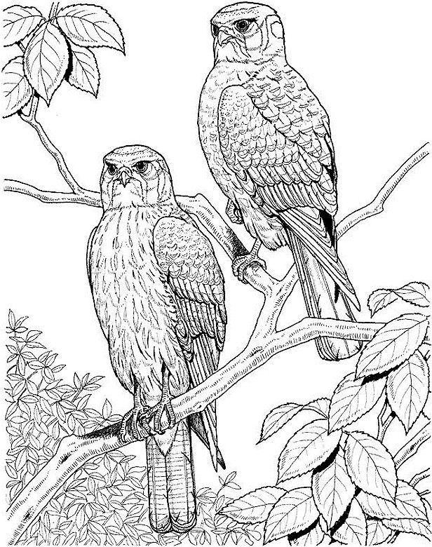 Bird Coloring Pages Hard