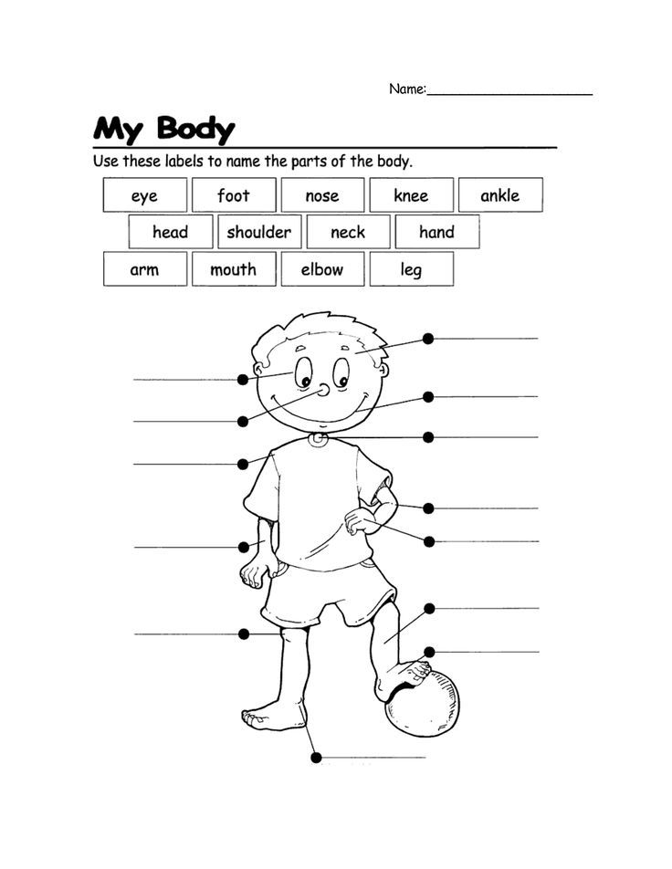 Body Worksheet For Kindergarten