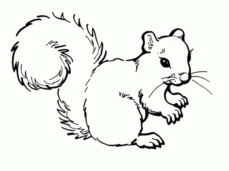 Squirrel Coloring Pages For Preschool