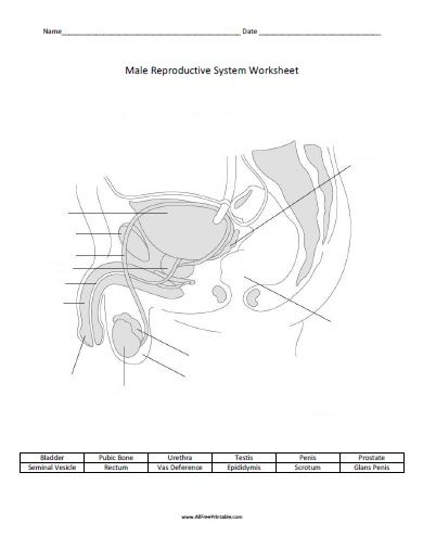 Male Reproductive System Worksheet Pdf