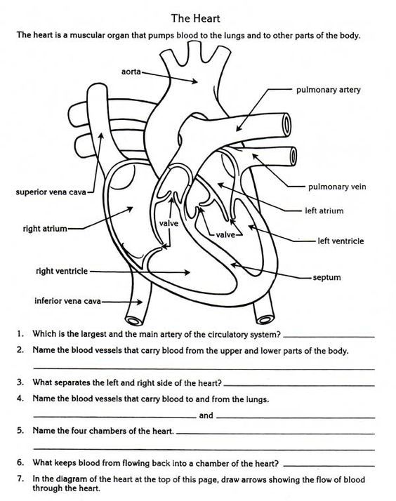 Circulatory System Worksheet Grade 5 Pdf