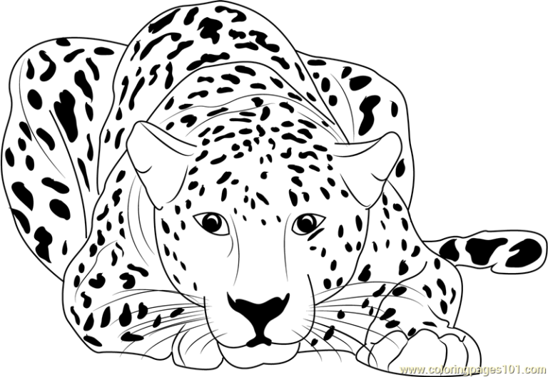 Easy Cheetah Coloring Pages
