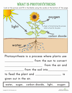 Photosynthesis Worksheet 2nd Grade