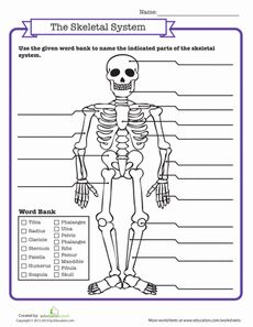 Skeletal System Worksheet