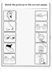 Five Senses Worksheets For Toddlers