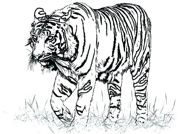 Tiger Coloring Pages Realistic