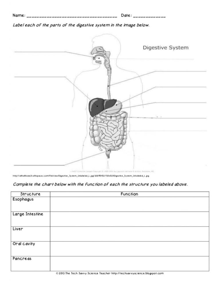 Digestive System Worksheet Labeled