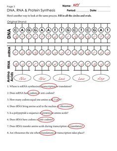 Worksheet On Dna Rna And Protein Synthesis