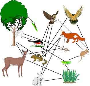 Food Webs And Food Chains Worksheet Quizlet