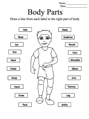 Worksheet Kindergarten Worksheet Parts Of The Body