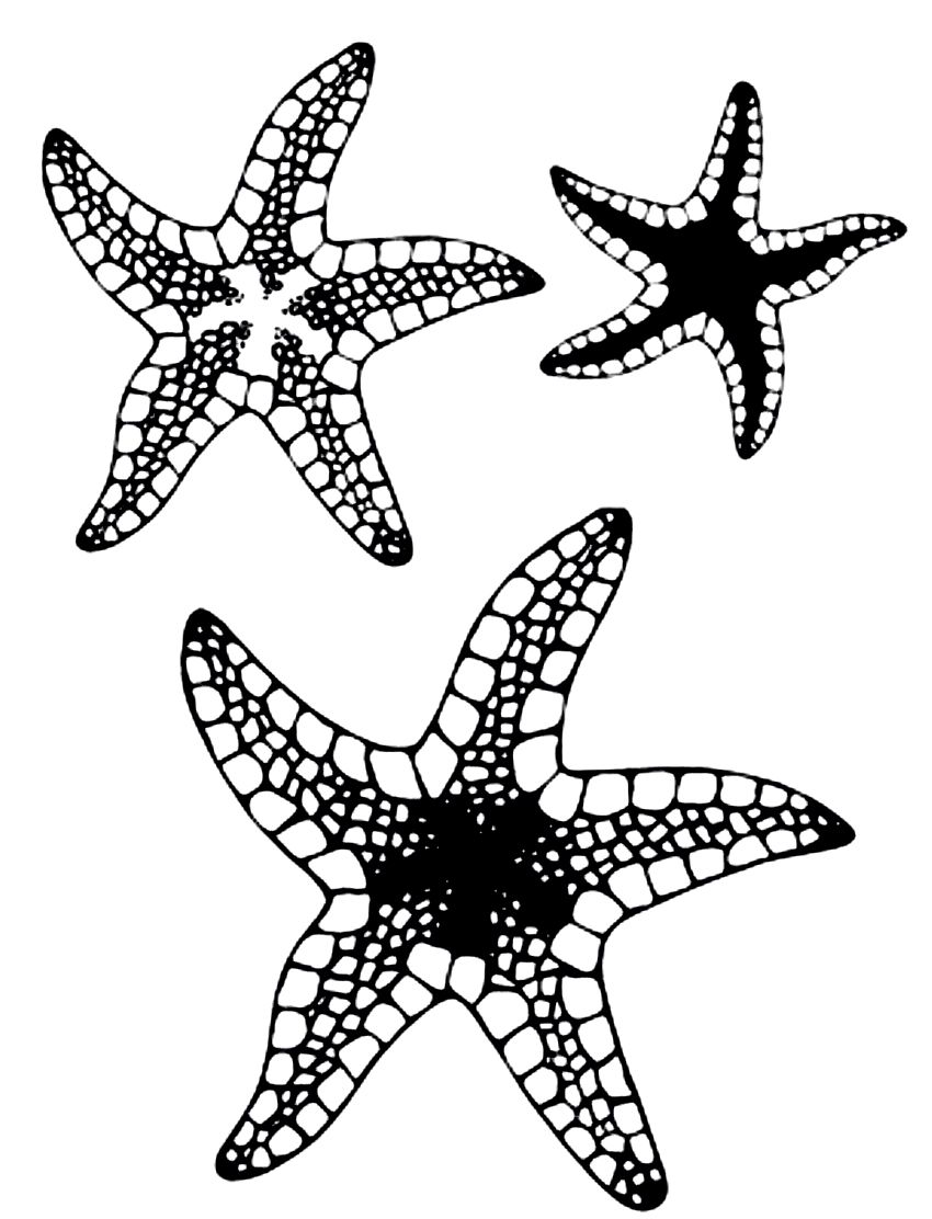 Star Fish Pictures To Color