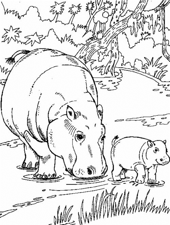 Realistic Hippo Coloring Pages