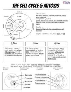 Cell Cycle Mitosis Worksheet Answer Key