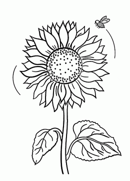 Sunflower Simple Flower Coloring Pages
