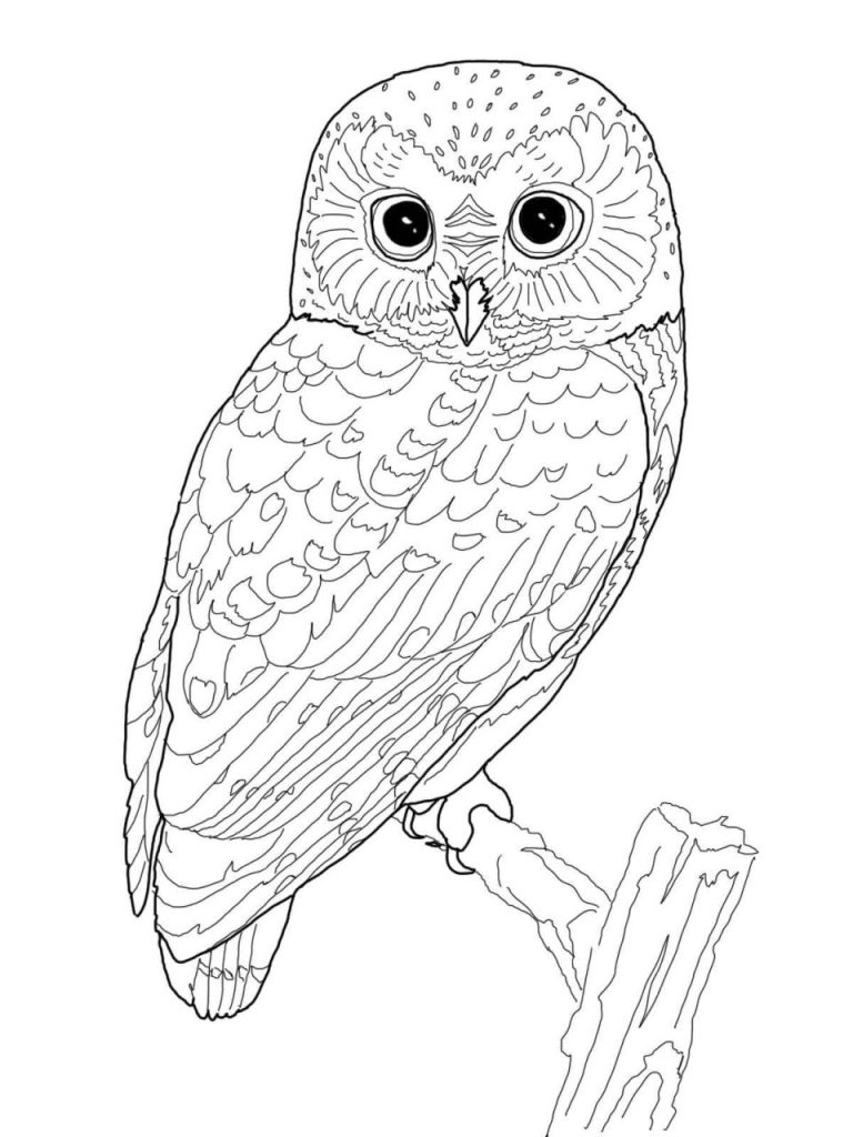 Flying Realistic Owl Coloring Pages