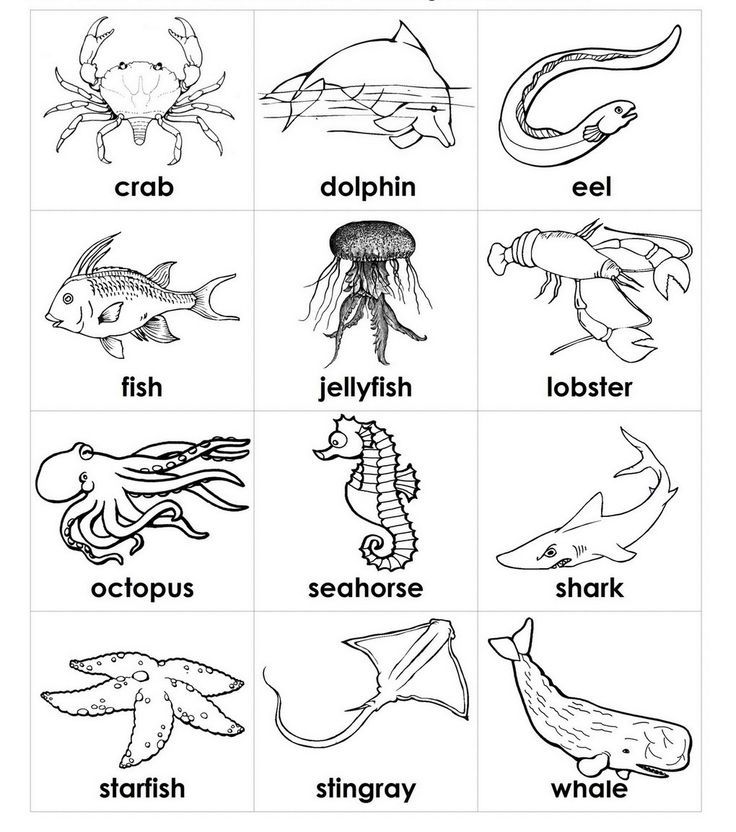 Sea Animals Coloring Pages Free