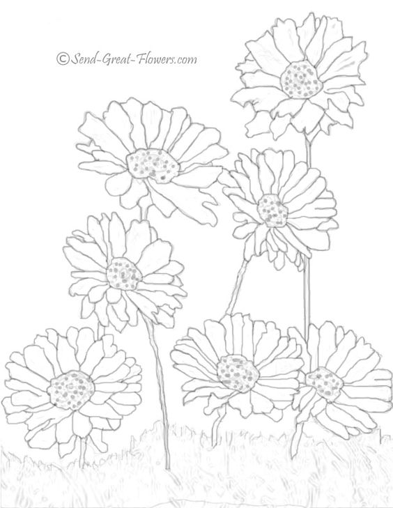 Daisy Coloring Pages Flowers