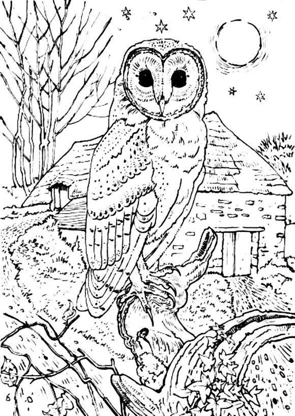 Realistic Barn Owl Coloring Pages