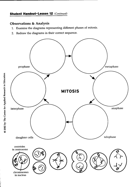 Stages Of Mitosis Worksheet Pdf