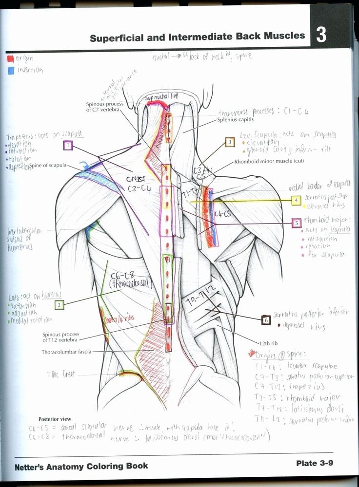 Veterinary Anatomy Coloring Book Pdf Free Download