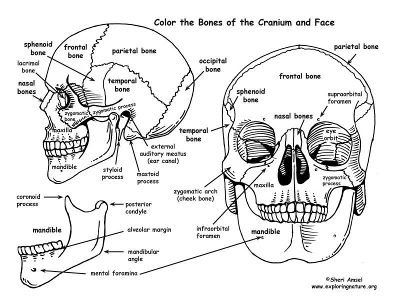 Printable Skull Bones Anatomy Coloring Pages