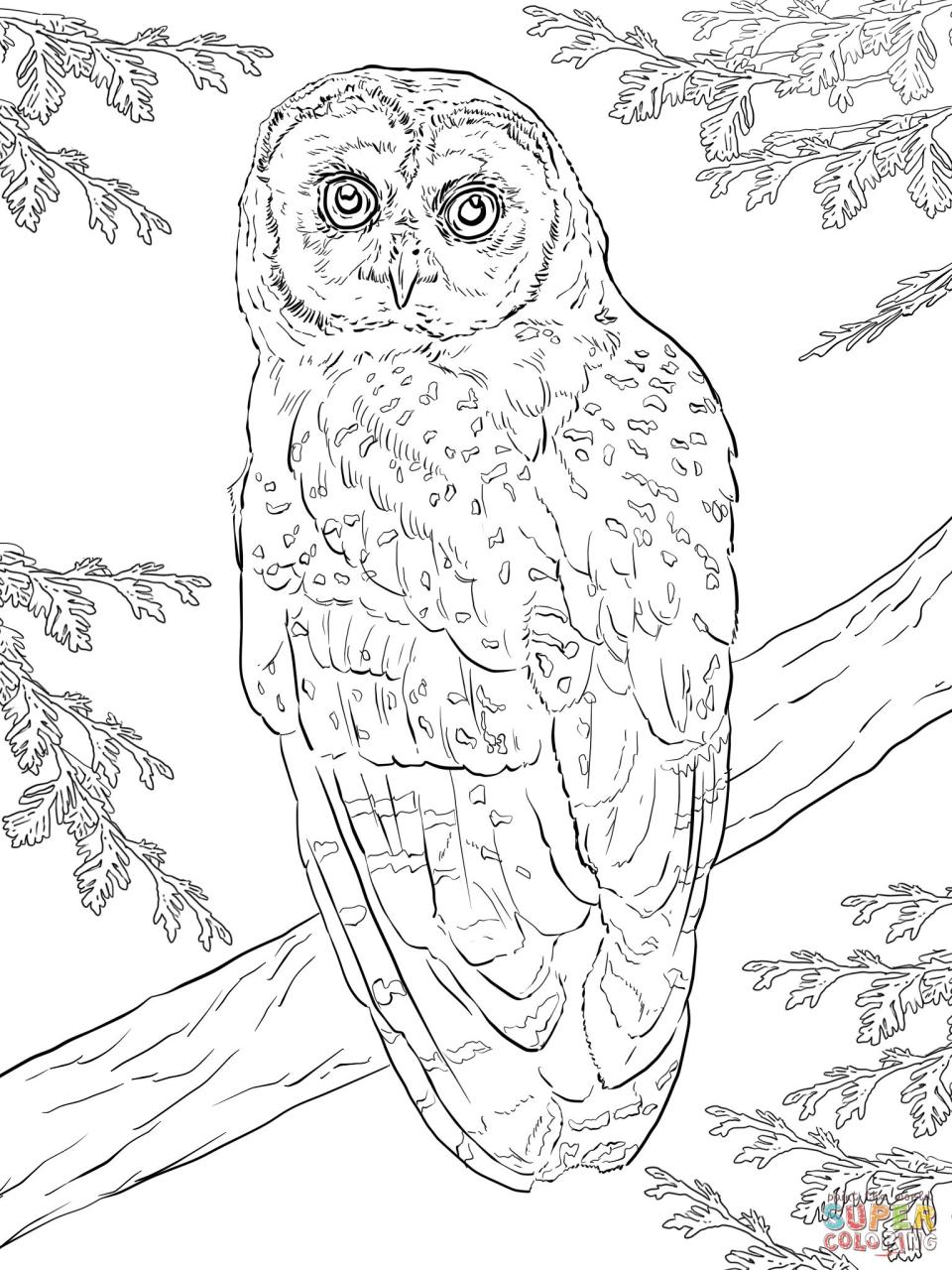Realistic Printable Owl Coloring Pages