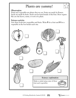 2nd Grade Science Worksheets Free
