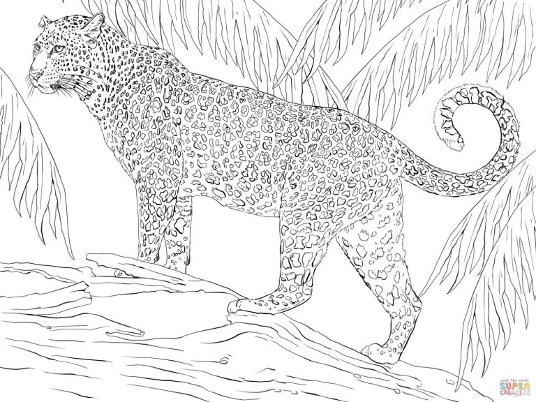 Jaguar Coloring Pages Easy