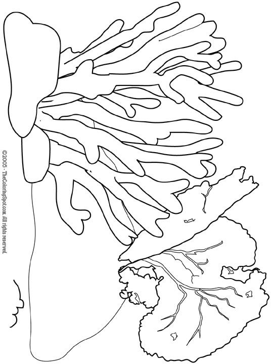 Realistic Coral Reef Ocean Coloring Pages