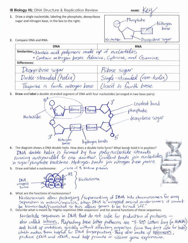 Protein Synthesis Transcription And Translation Worksheet Answers